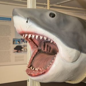 ilmmuseum-Duesseldorf-Hai